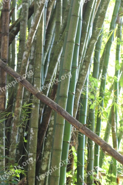 Bamboo Forest Green Nature Scenic