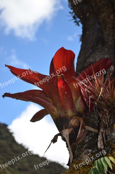 Bromelia Bromeliaceae Montane Forest Peruvian Biodiversity Peruvian Amazon Biodiversity