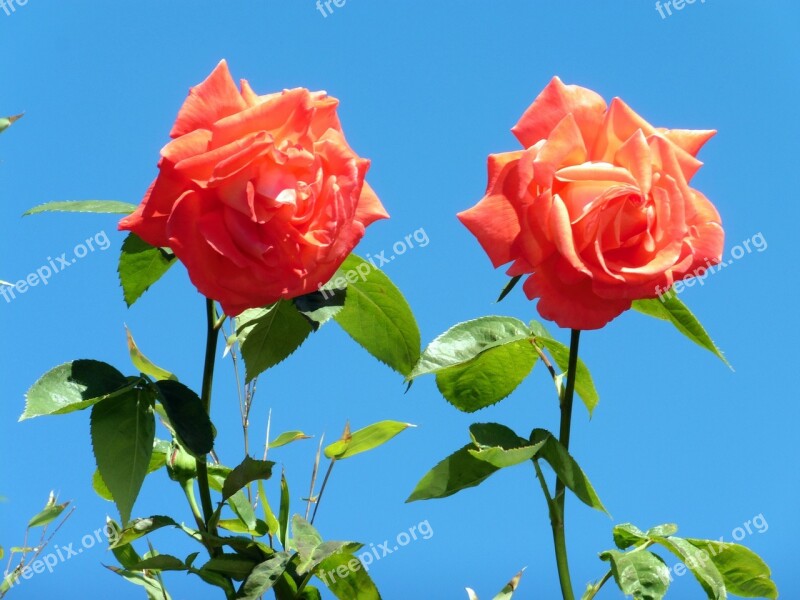 Roses Orange Flower Blossom Bloom