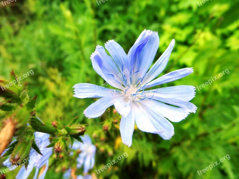 Flower Stamens Posts Pollen Macro