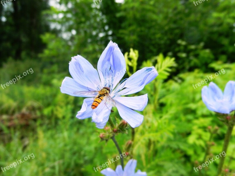 Flower Bee Pollinate Pollination Stamens