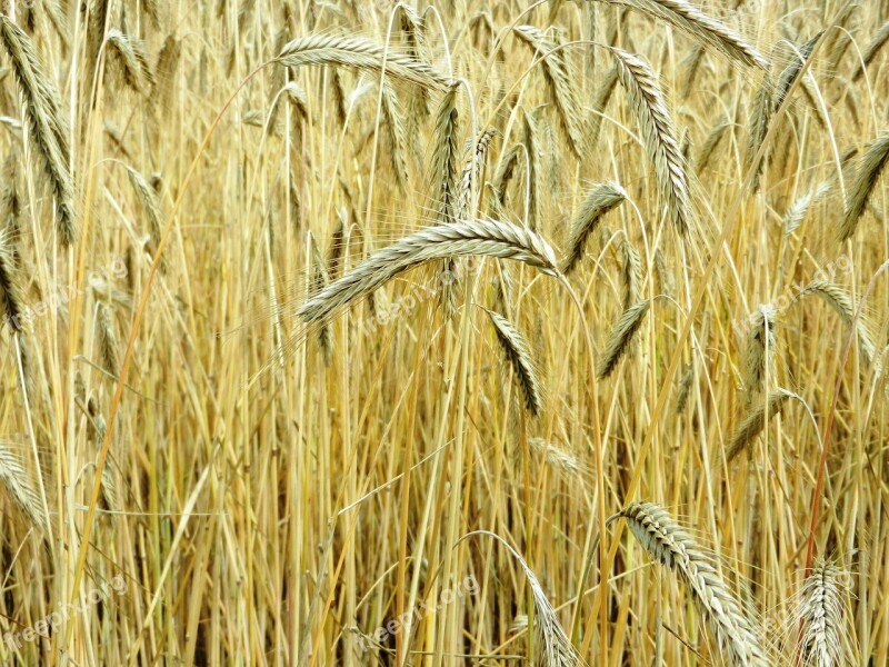 Corn Ears Hay Flour Grain