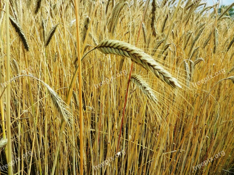 Corn Ears Hay Flour Grain