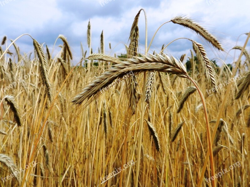 Corn Ears Hay Flour Grain