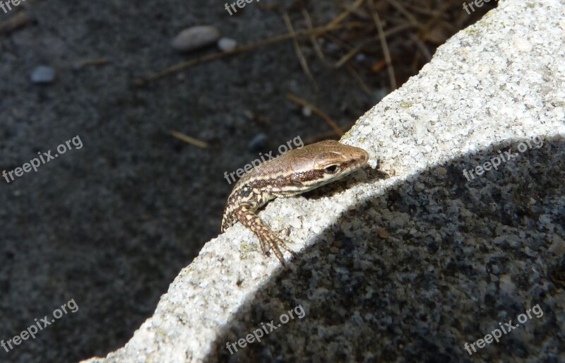 Lizard Small Reptile Nature Animal