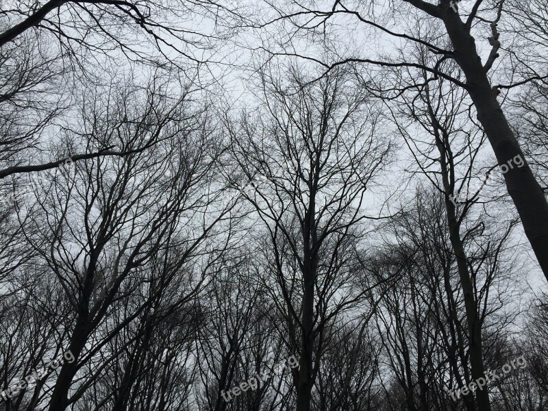 Trees Treetop Natural Forest Evening