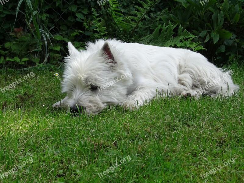 Nature Meadow Dog Terrier Free Photos