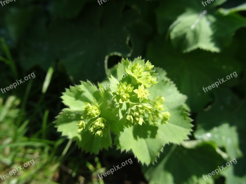 Nature Blossom Bloom Spring Frauenmantel