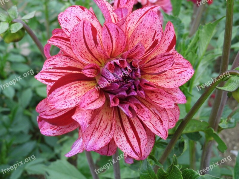 Dahlia Pink Bicolor Flower Free Photos