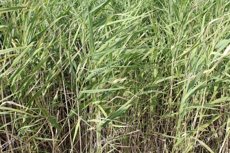 Bamboo Bamboo Grass Green Texture Background