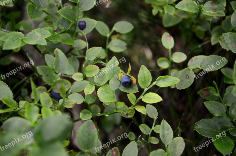 Bilberry Bush Foliage Jagoda Mud