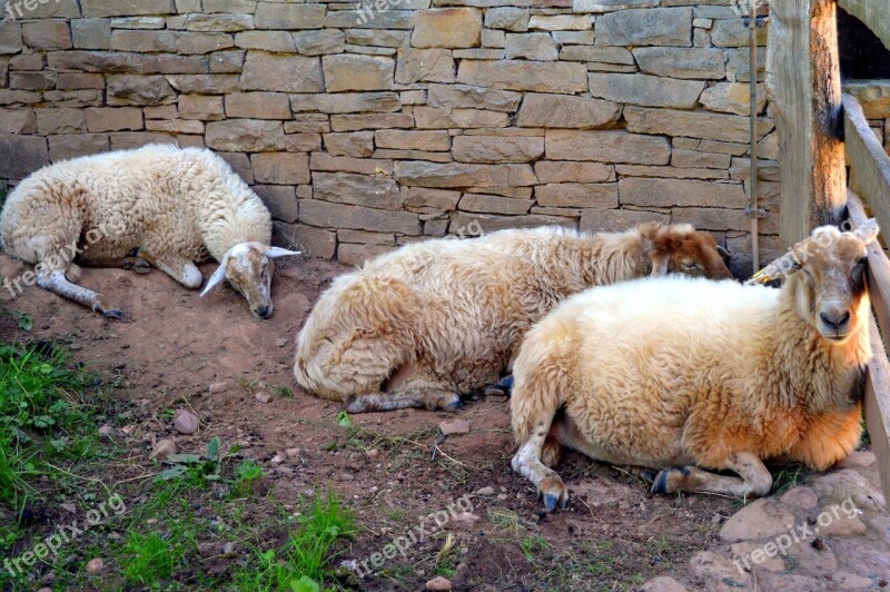 Sheep Wool Shearing Sheep Herd Animal Livestock