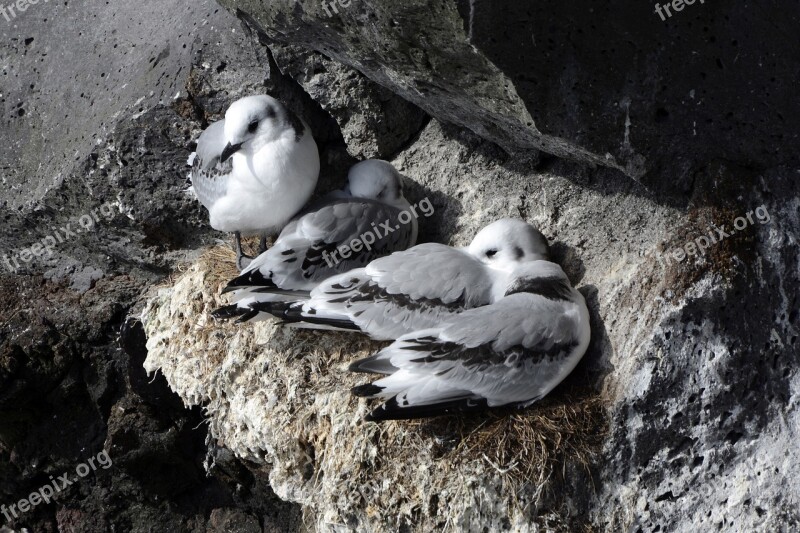 Seagull Rock Bird Lay Eggs Nest