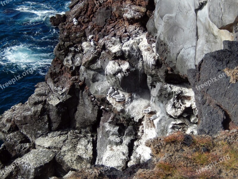 Seagull Rock Bird Lay Eggs Nest