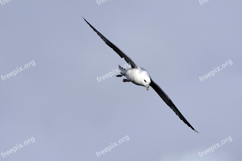 Seagull Bird Flying Animal Sea