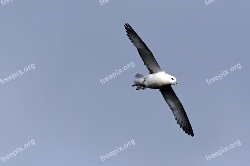 Seagull Bird Flying Animal Sea