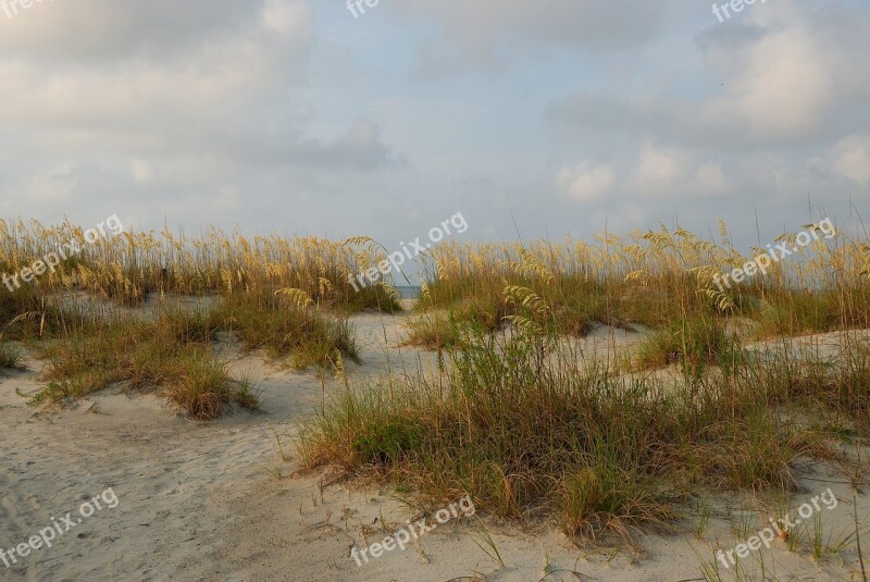 Sea Oats Sand Dune Beach Sea Sand