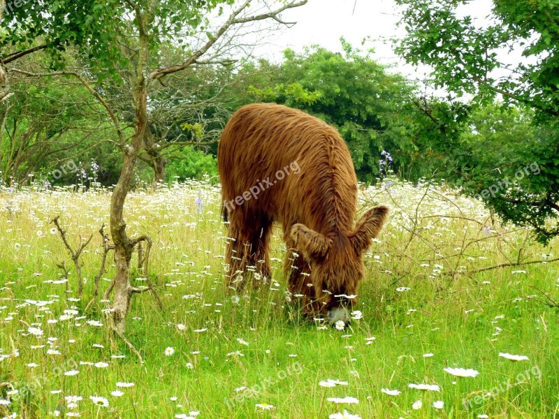 Donkey Long Haired Old Breed Livestock Endangered Breed