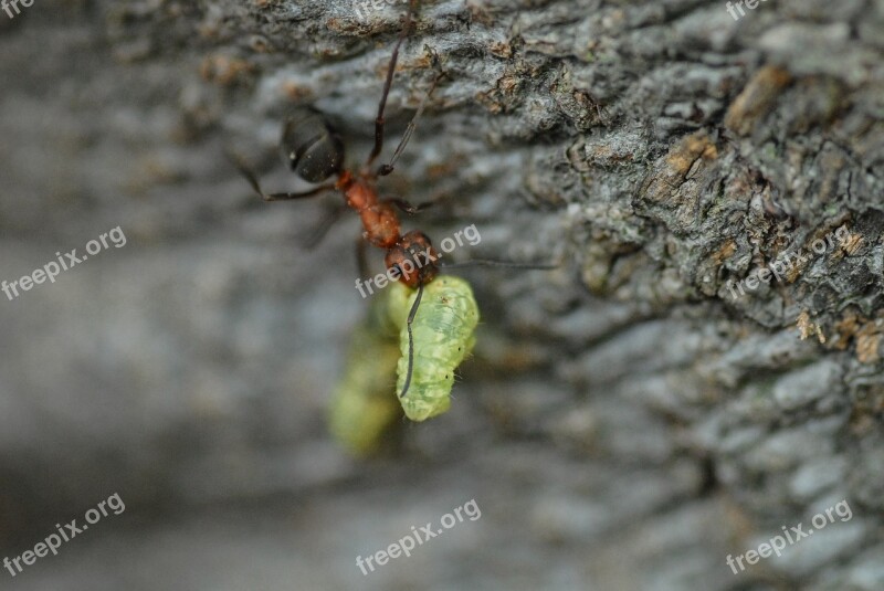 Ant Caterpillar Nature Insect Animal