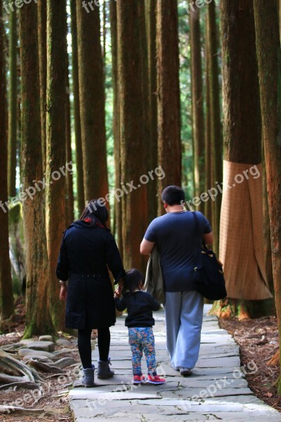 A Person Forest Woodland Walk People