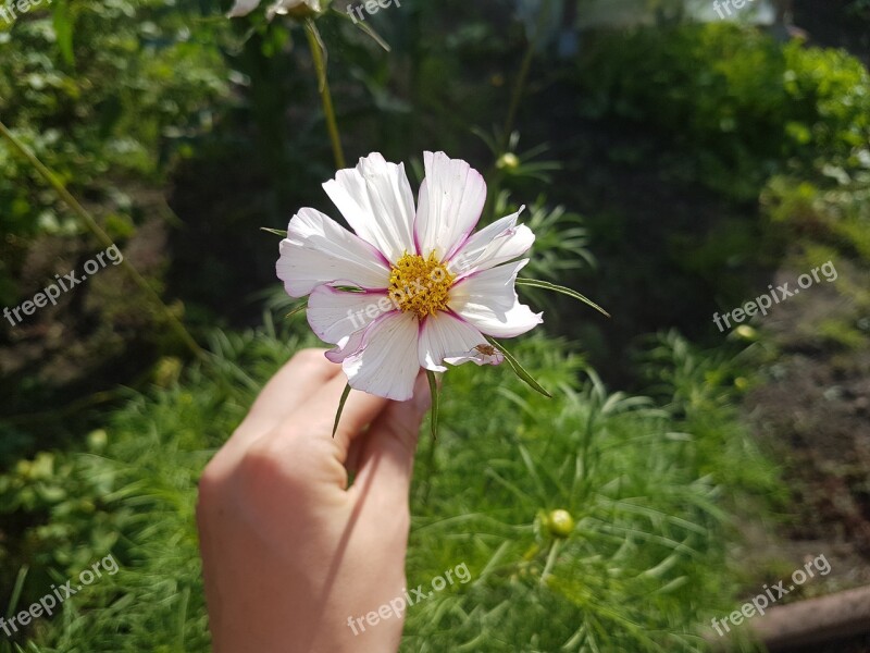 Cosmea Flower Blossom Bloom Garden