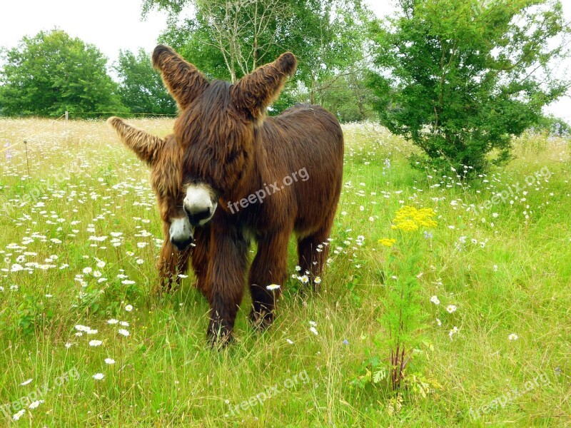 Donkey Dog Eared Two Ass Couple Long Haired