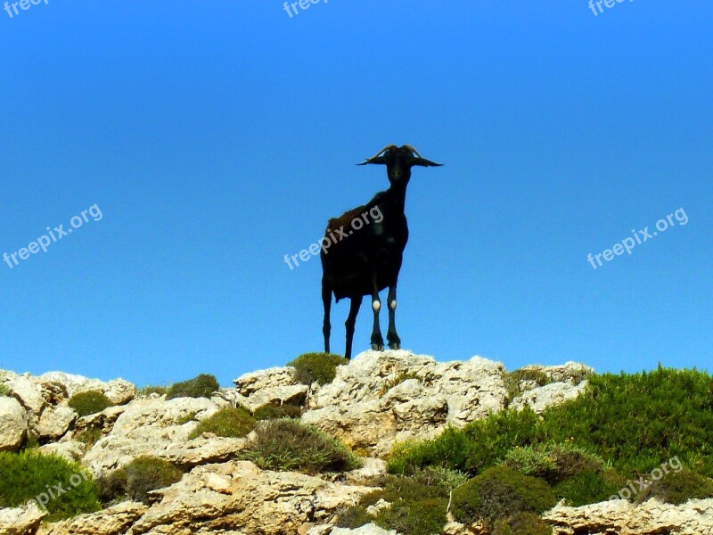 Goat Billy Goat Horns Animal Livestock