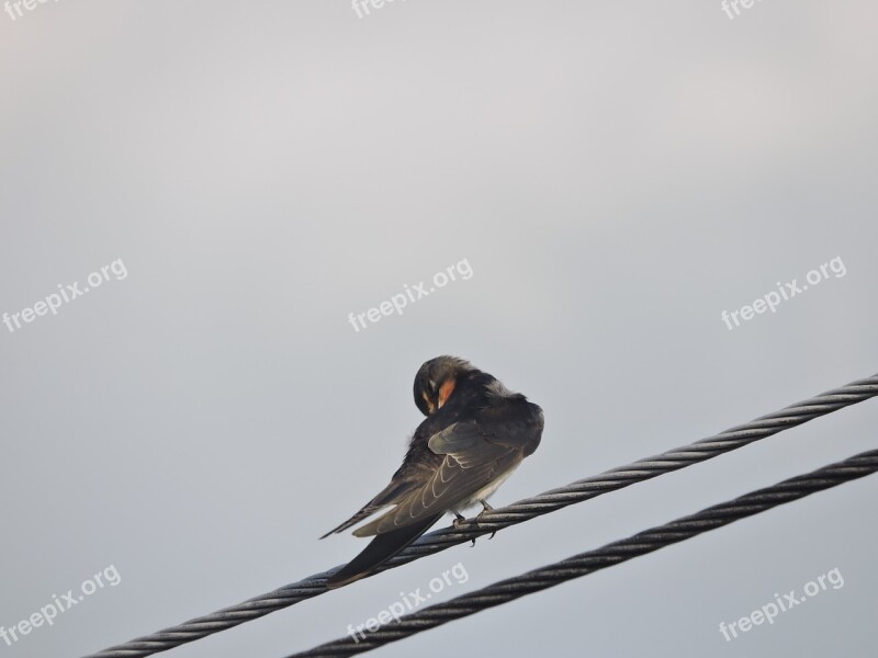 Swallow Wires Bird Rest Sky