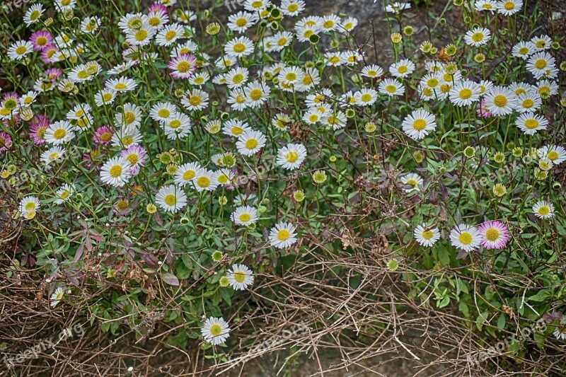 Flowers Daisies Nature Garden Field