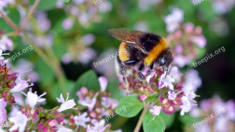 Hummel Insect Blossom Bloom Close Up