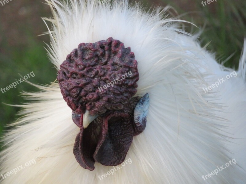 Chicken Silkie Rooster Poultry Bird