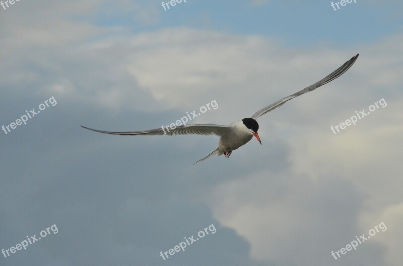 Bird Common Tern Seagull Wing Fly