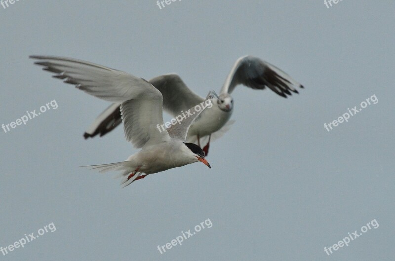 Bird Common Tern Seagull White Fly