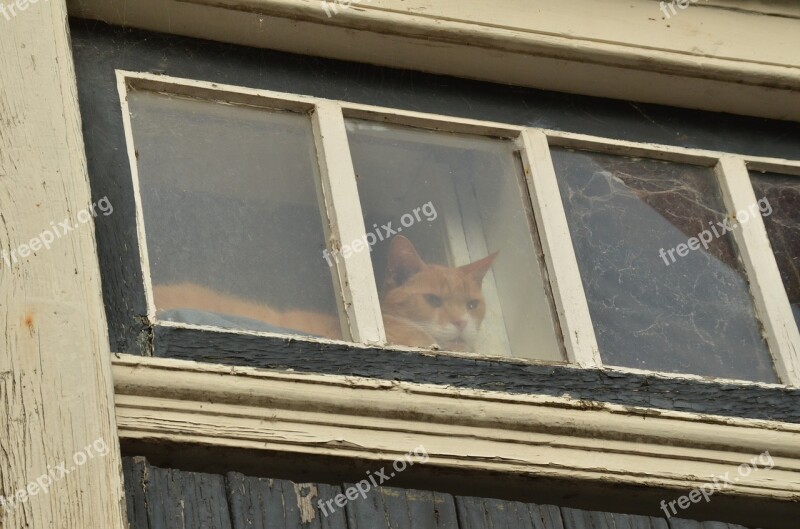 Cat Pet Red Window Glass