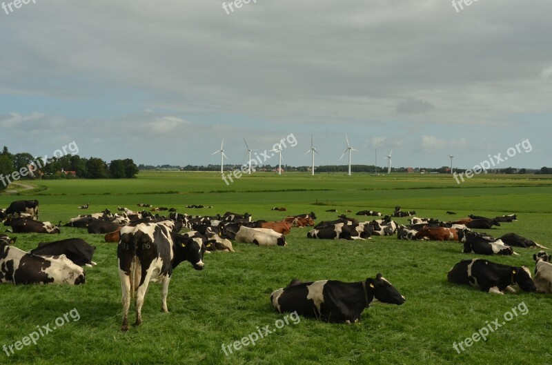 Cow Beef Cattle Animal Husbandry Milk