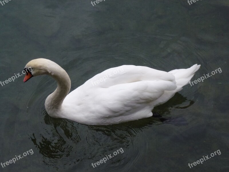 Swan Water Lake White White Swan