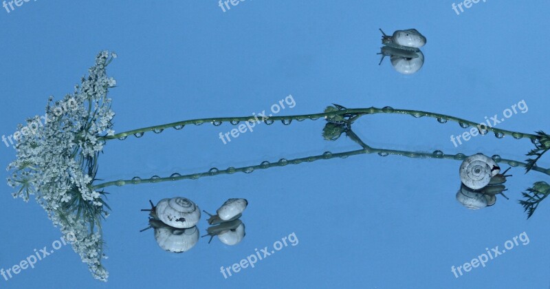 Snails Shell Reflection Mirror My Saturday