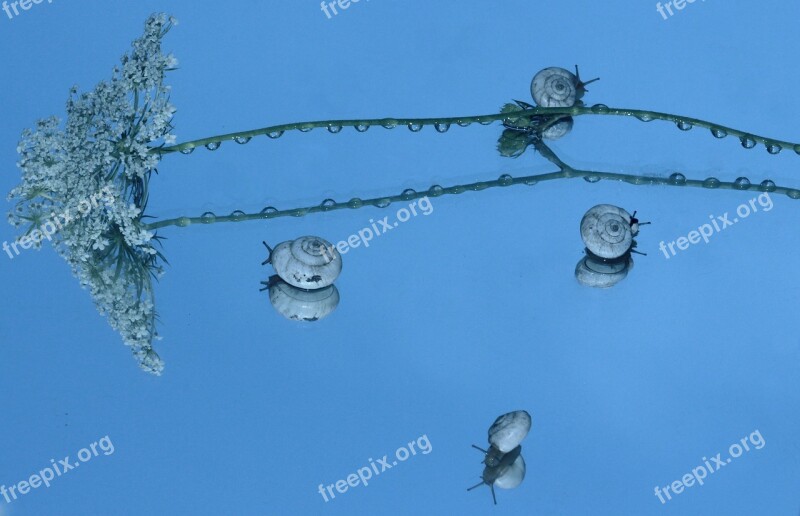 Snails Shell Reflection Mirror My Saturday