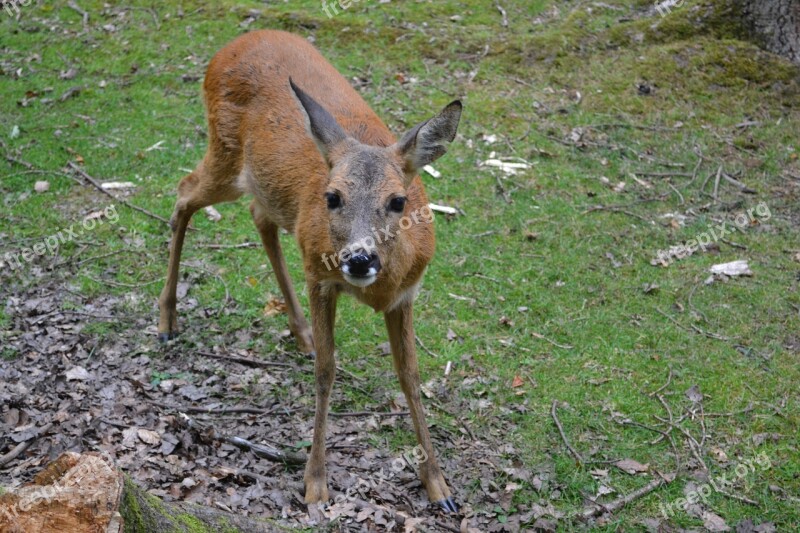 Roe Deer Zoo Animal World Wildlife Park Forest