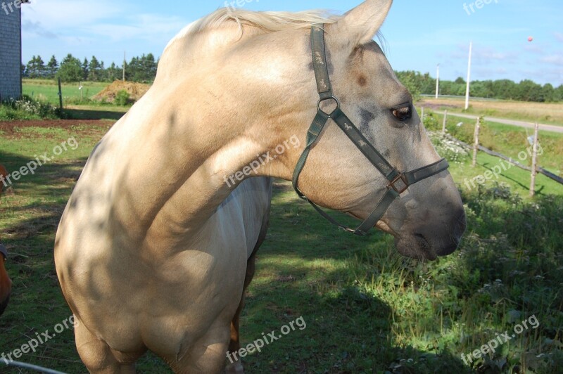 Horse Prince Edward Island Canada Farm Free Photos