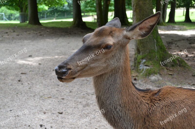 Roe Deer Zoo Animal World Free Photos