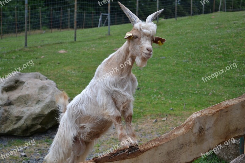 Billy Goat Zoo Goat Bock Horned