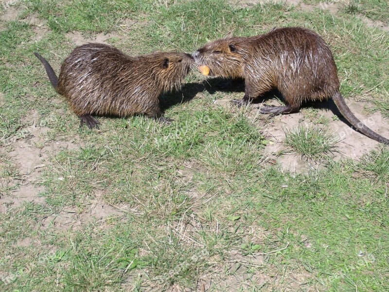 Nutria Food Rodents Free Photos