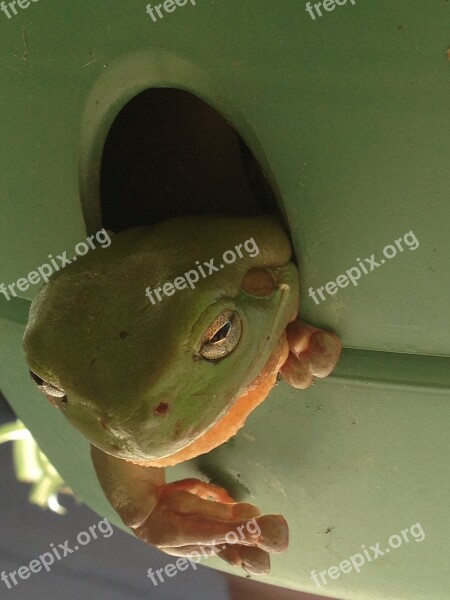 Green Tree Frog Relaxed Plant Pot Nature Free Photos