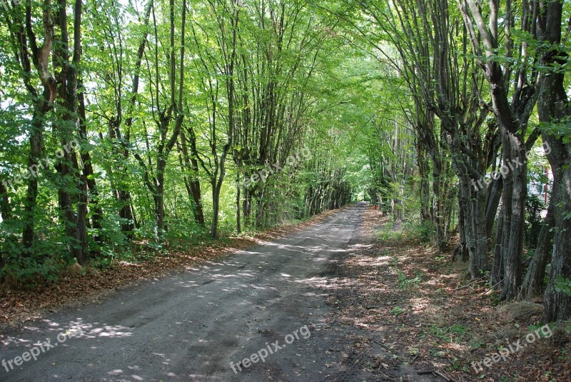 Podlaski Breakthrough The Path Way Forest