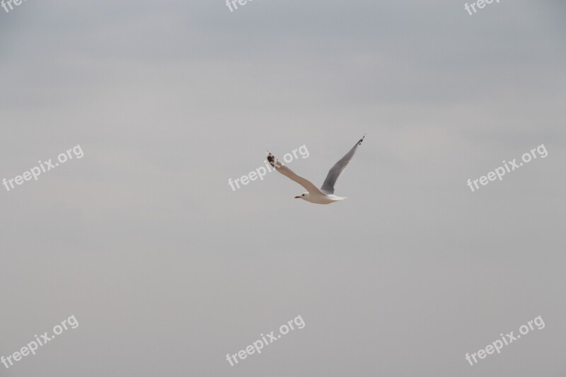 Gull Sea Sky Wing Bird