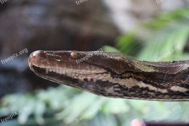 Snake Zoo Snakehead Free Photos