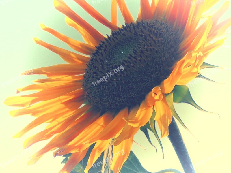 Sunflower Yellow Edited Summer Blossom