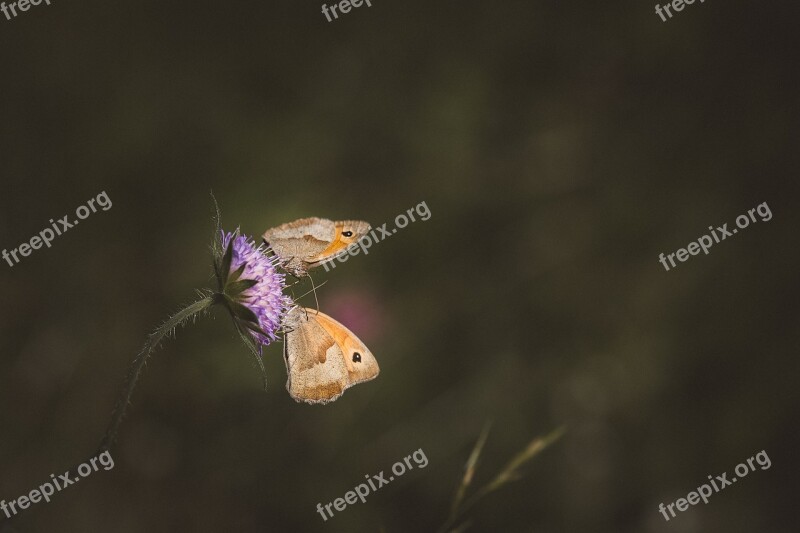 Meadow Brown Butterfly Flight Insect Animal World Animal