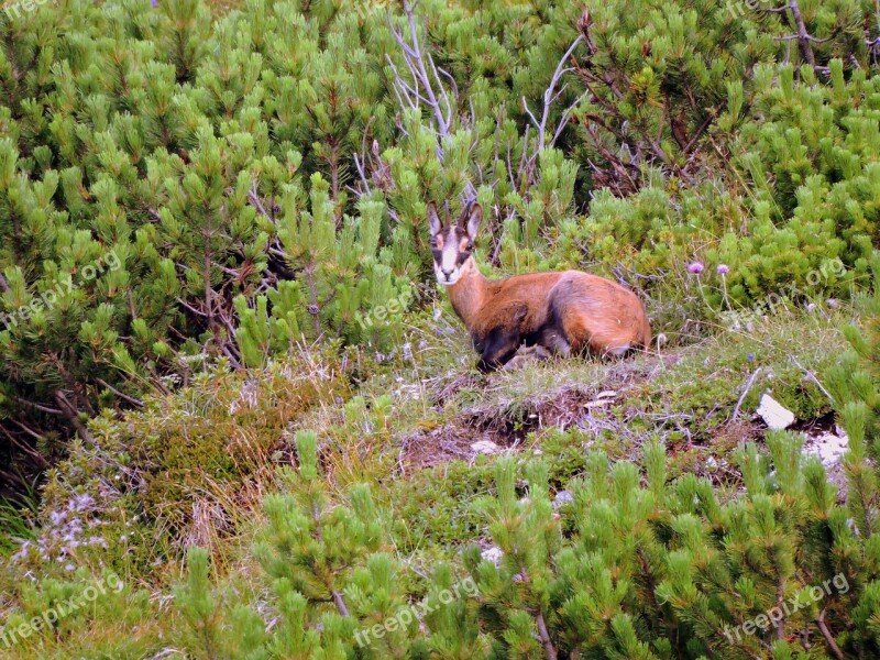 Chamois Mountain Nature Animal Green